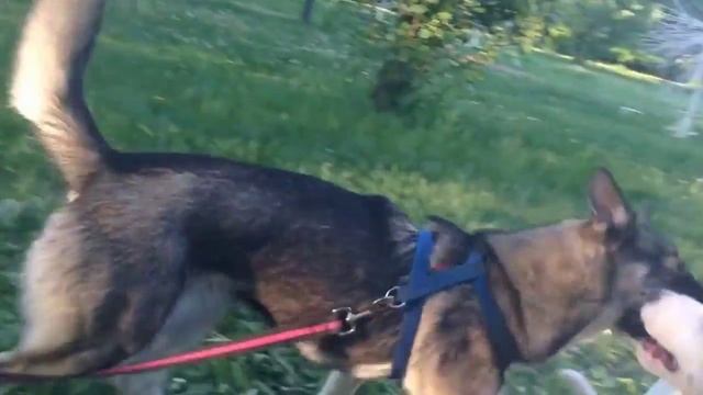 Labrador against Laika / Лабрадор против лайки смотреть онлайн