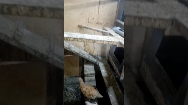 Птичье хозяйство