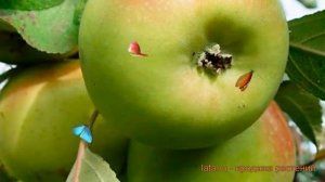 Яблоня обыкновенная Зарянка (malus zaryanka) ? Зарянка обзор: как сажать, саженцы яблони Зарянка