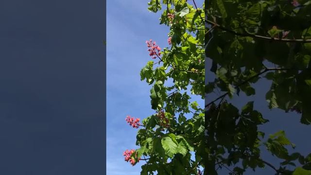 Red Horse Chestnut (Aesculus x carnea) - Side of crown - May 2020