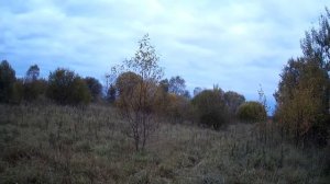 Охота на лося во время гона 2019.Правила и заблуждения.Поговорим и посмеёмся.