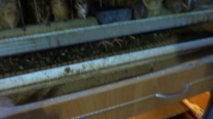 перепела в подвале