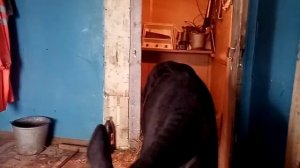 Что делать если у телёнка понос. Плохой и хороший ЗЦМ и ещё немного информации.