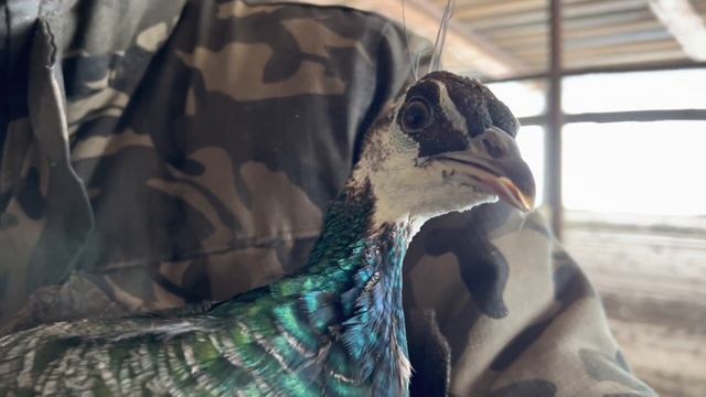 Разведение лошадей как бизнес/ У нас произошло радостное событие/ Коневодство в россии смотреть онлайн