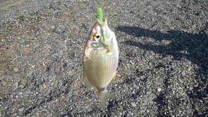 Черноморский красавец ласкирь (морской карась)