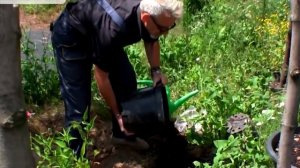 Инструкция по пересадке горшковых саженцев в грунт