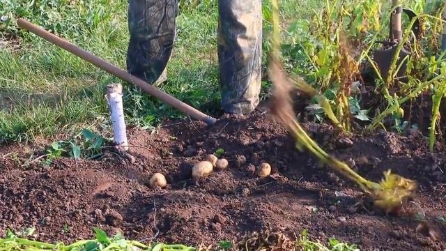 Копка картофеля разным инструментом.