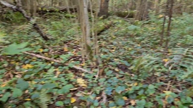 Пока!. Выпуск зайчат-беляков в природу. Кто-то в школу а кто-то из неё...
