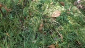 Байки под клюкву: Растёт ли клюква на огороде, и прочее