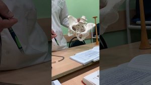 Размеры таза