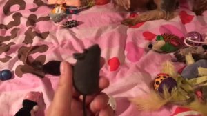 Игрушки для кошек. Игрушки моего Кота