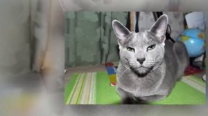 Русский голубой кот Karlo