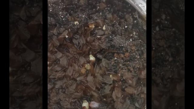 Размножение хвойных семенами. Мой опыт.