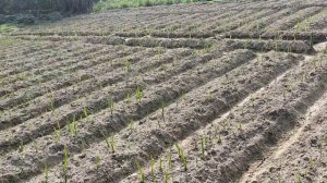 Gladiolus Bulb Sprouting | Gladiolus flower farming