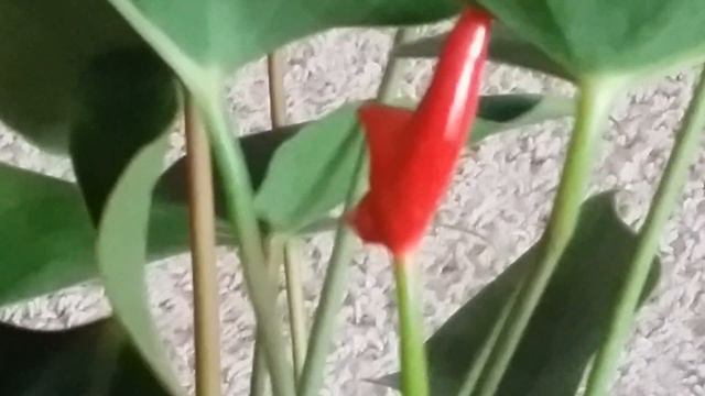 Jak wygląda anturium ? FILM ;) смотреть онлайн