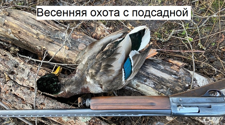 Весенняя охота с подсадной уткой 2023. Вечёрка