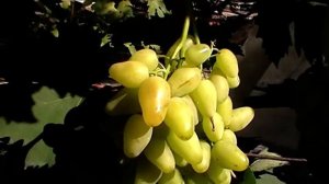 Сорт винограда "Пикантный" - сезон 2019 # Grape sort "Pikantnyj"