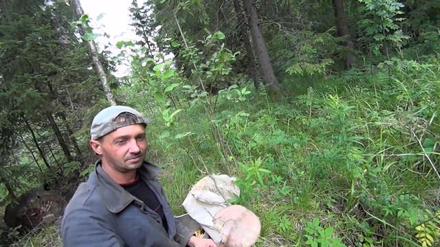 ГРИБЫ ПОПЁРЛИ !!! ПРОГУЛКА В ЛЕС ! Fry mushrooms with onions! #52 смотреть онлайн