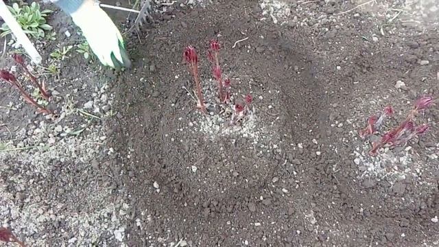 Подкормка пионов весной