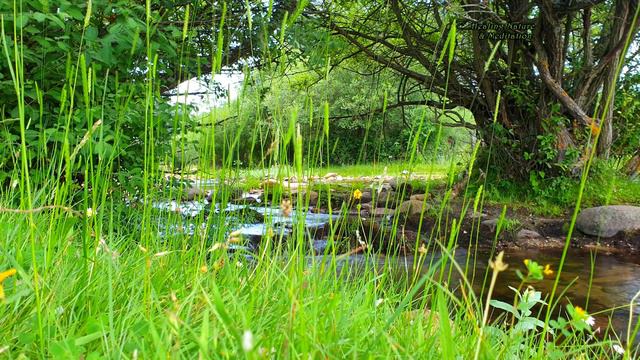 Утренние звуки птиц и реки для лучшего начала дня 🌳 Целебная медитация на природе. смотреть онлайн