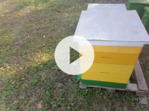 сборка гнезда пчел в зиму очень просто