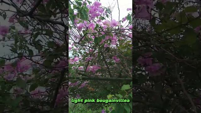 Light pink bougainvillea flowers 🌺🌺🌺 #flowers #bougainvillea #nature #36