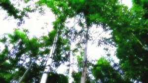 Баллада о Заколдованном Лесе