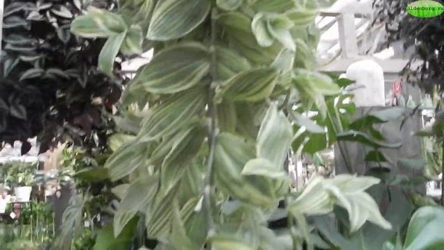 ТРАДЕСКАНЦИЯ: ЧТО ДЕЛАТЬ С ДЛИННЫМИ ВЬЮНКАМИ ? РАСТЕНИЯ_ВЬЮНЫ_РАЗМНОЖЕНИЕ #tradeskancia #oldenburgr смотреть онлайн