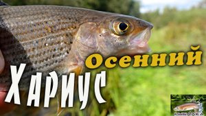 Хариус осенью. Рыбалка в Ленинградской области. Сентябрь 2021.