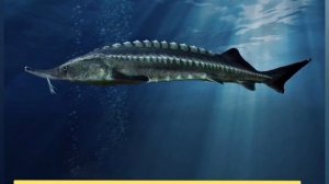 ИРАН | ИНТЕРЕСНЫЕ ФАКТЫ