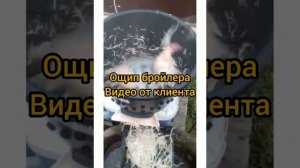Видеообзор перосъемная машина Пеструшка ПМ 7У в действии