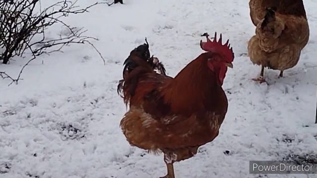 Славянск.12.02.23. Мирные звуки электричкипиканье синиц.Купила сало. Холодно.