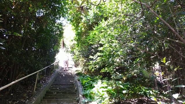 Обустройство террасы. Решетка для лиан из бамбука. смотреть онлайн