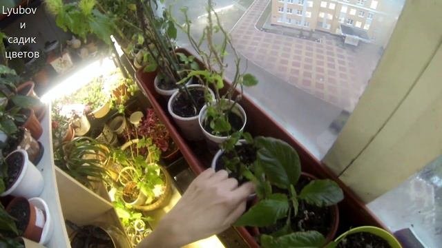 Комнатные цветы/Цветочные будни/Цветы на балконе в декабре/Зимний обзор