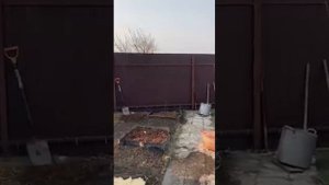 Посадка голубики в полутени.