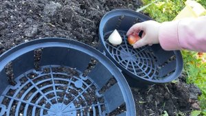 Посадка тюльпанов осенью 2021