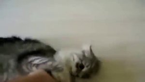 КОШКИ РУГАЮТСЯ !УМОРА