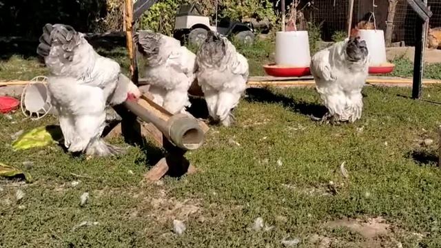 Бело-голубые петушки на продажу смотреть онлайн