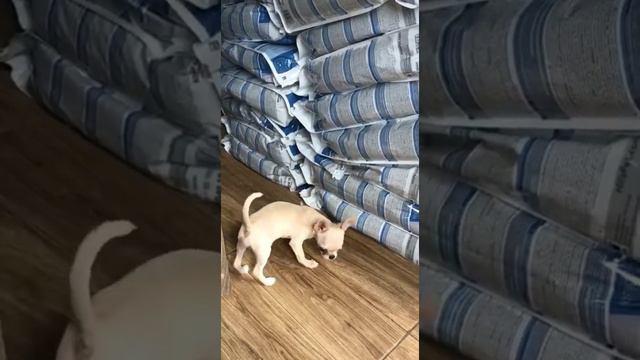 Маленькие Попрошайки