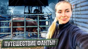 Отвезли свинку на свидание к хряку. Деревенские будни.