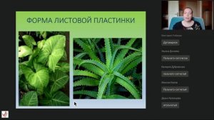 Лекция «Морфология и метаморфозы листьев»