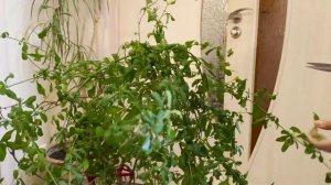 ПЛЮМБАГО УХОД И ОБРЕЗКА