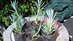 Senecio Mandraliscae Succulens Best Indoor Plants