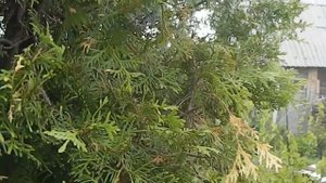 Хвойные растения в моем саду Вырастила из черенков Принесла из леса