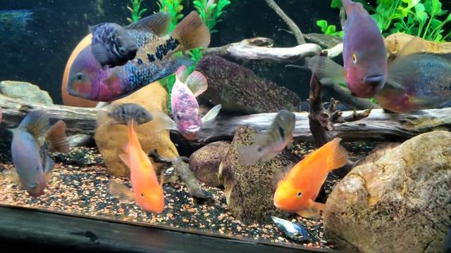 Vieja Melanura *Synspilum* Cichlid смотреть онлайн