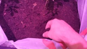 Вырастил Грецкий Орех из орехов купленных в магазине "Магнит".