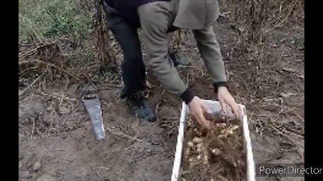 Топинамбур Уборка осень.