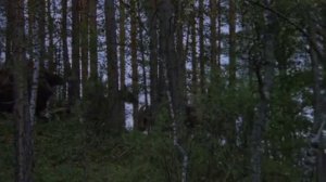 Волчья кровь.Барды.Гренада