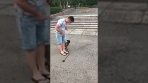 Дрессировка щенка Малинуа. ADA SD 3 месяца ..