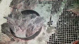 Перепела породы "Фараон" и "Золотой феникс"